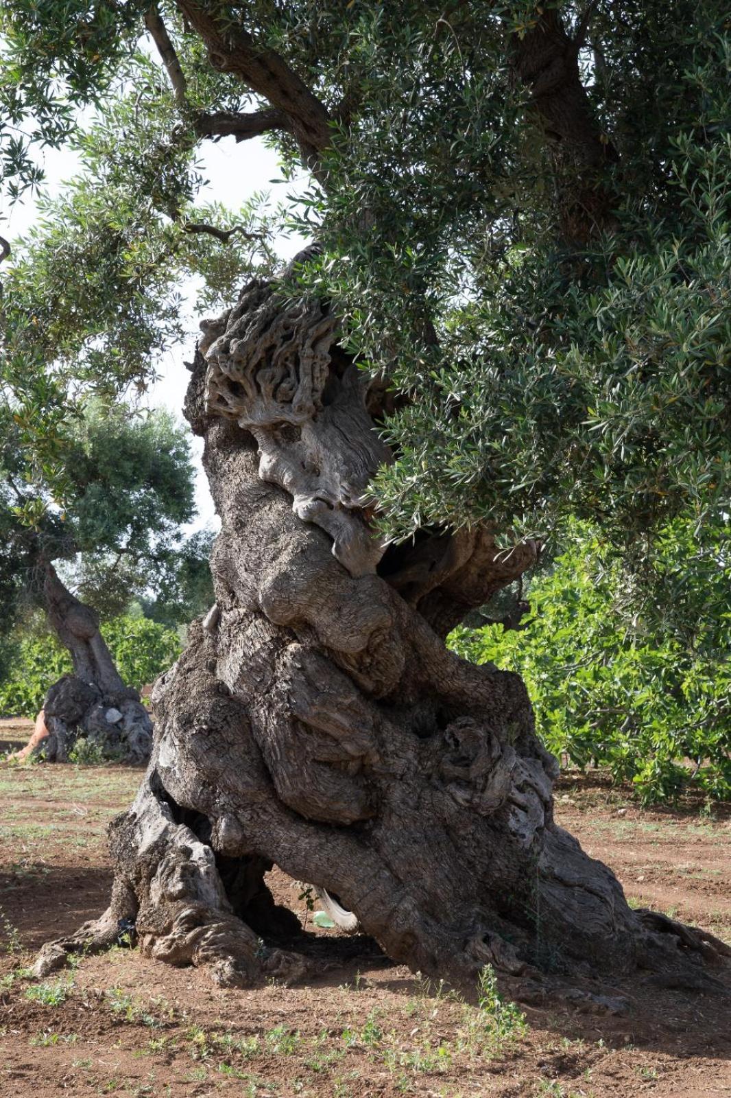 Dimora Rudiae * Lecce