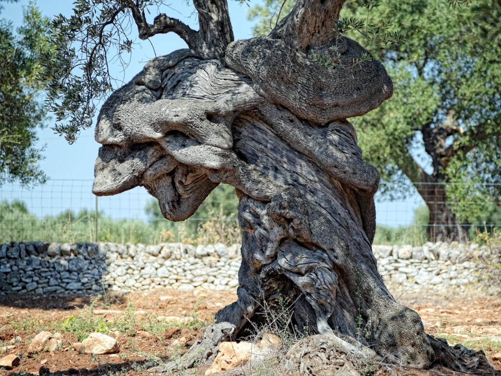 Dimora Rudiae
